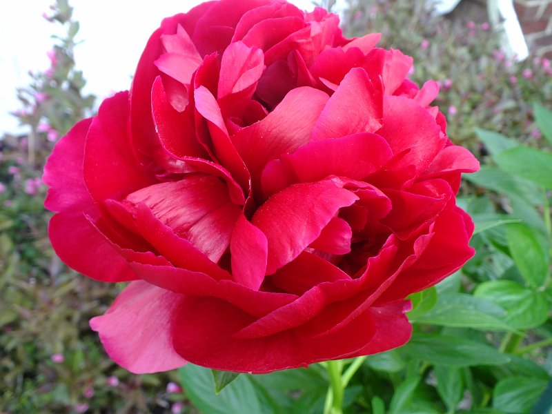 peony14 (4)